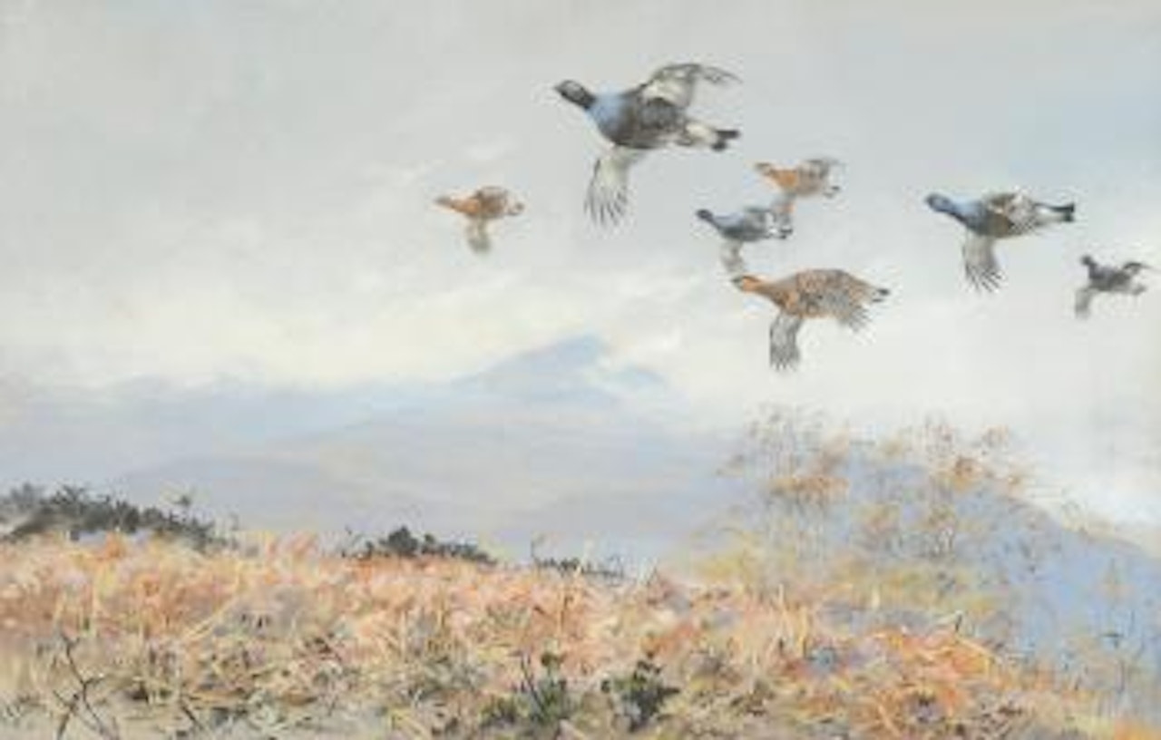 Blackcock in flight in a highland landscape by George Edward Lodge
