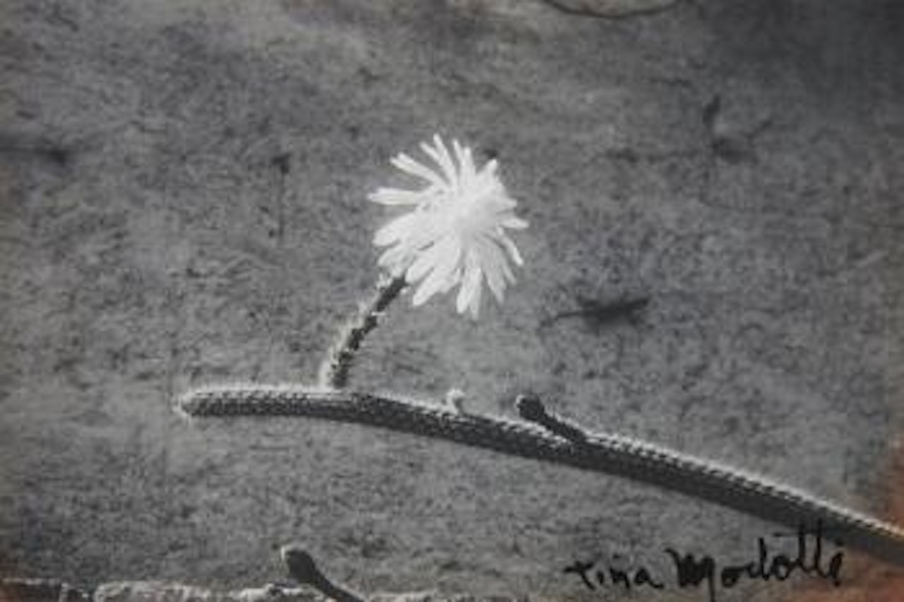 Cactus Flower by Tina Modotti