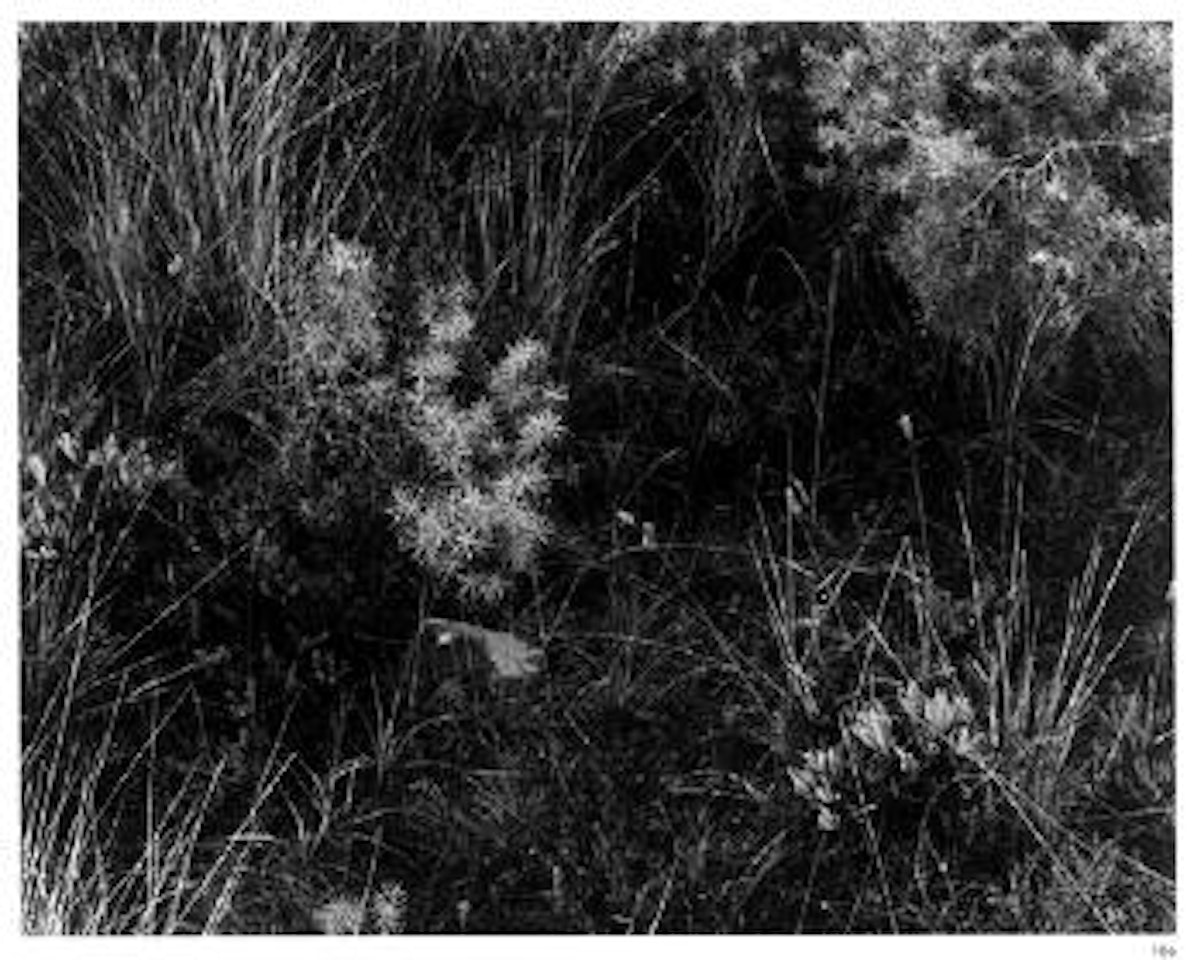 Aix-en-provence by Harry Callahan
