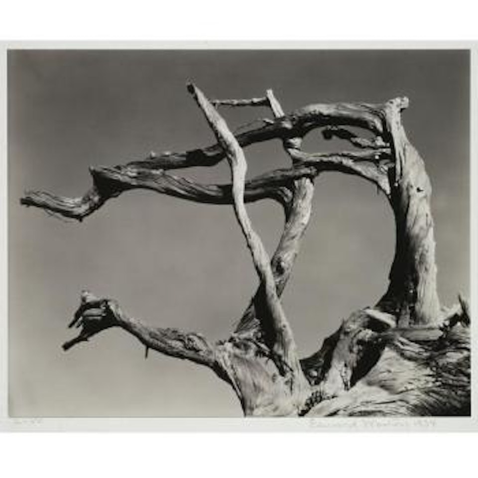 Cypress - Point Lobos by Edward Weston