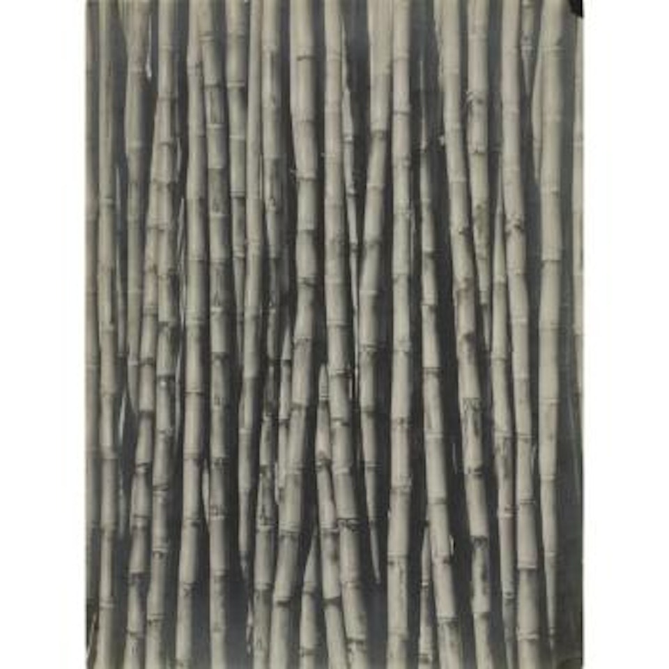 Sugar Cane by Tina Modotti