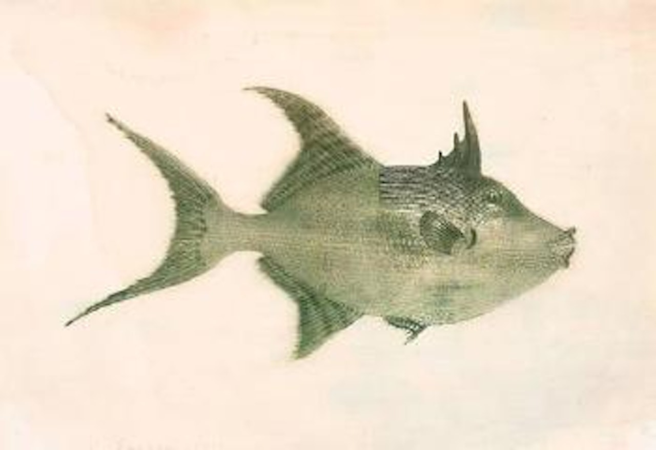 Smaller, singular fish (Balistes Vetula) by Philip Taaffe