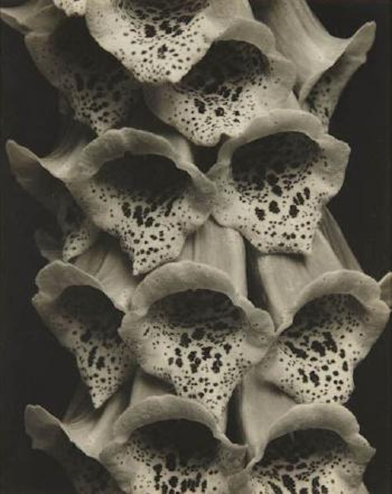 Foxgloves, France by Edward Steichen
