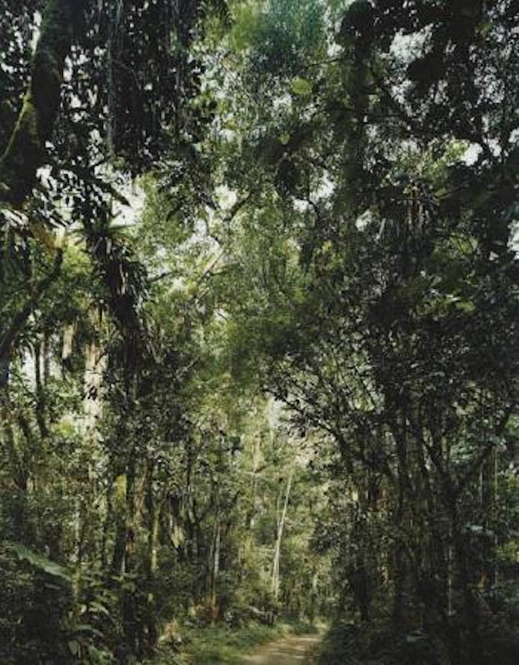 Paradise 23, São Francisco de Xavier, Brasil by Thomas Struth
