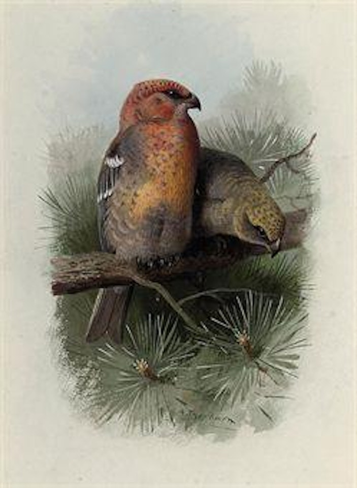 Pine-grosbeak by Archibald Thorburn
