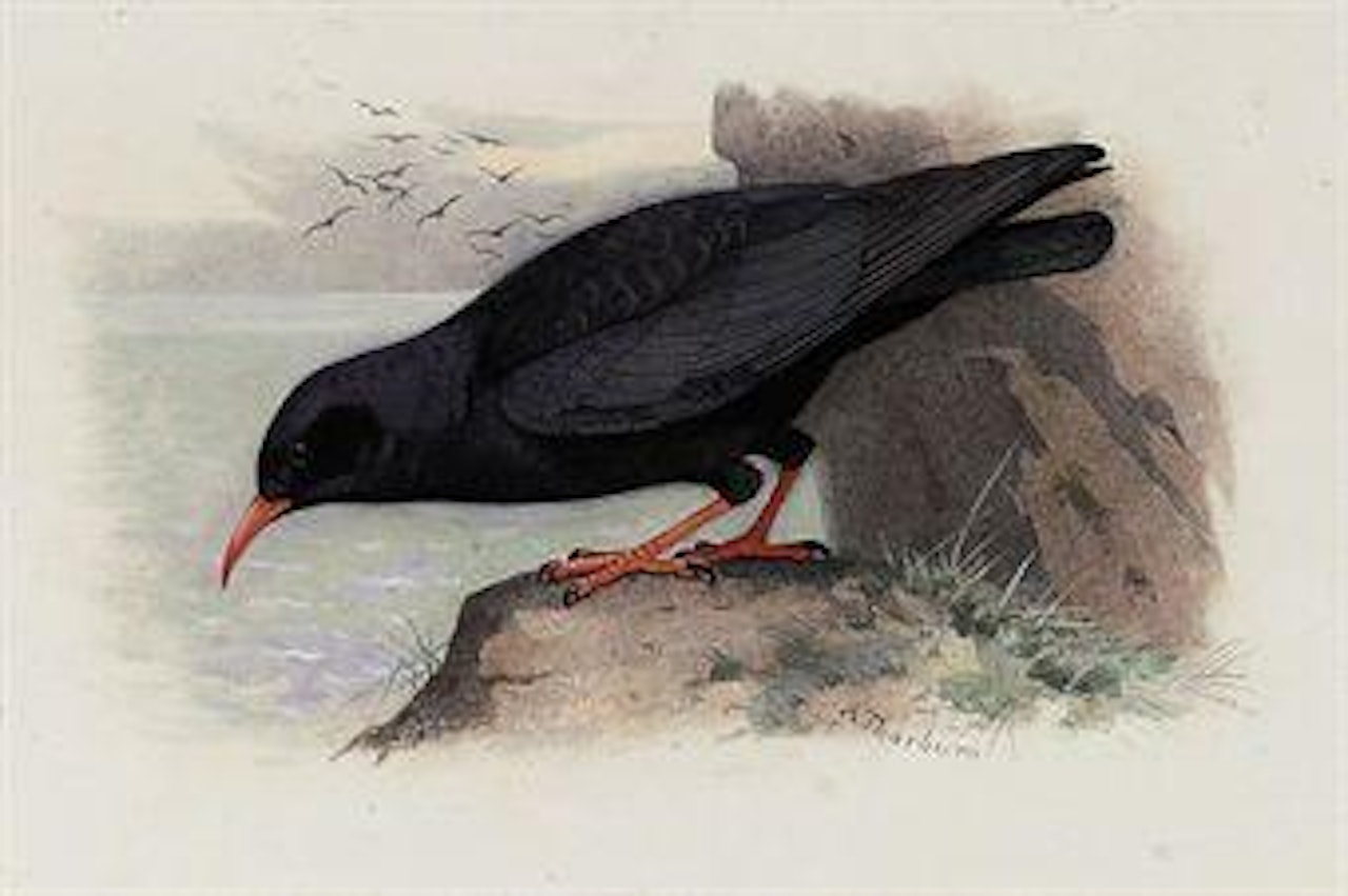 Red-billed chough by Archibald Thorburn