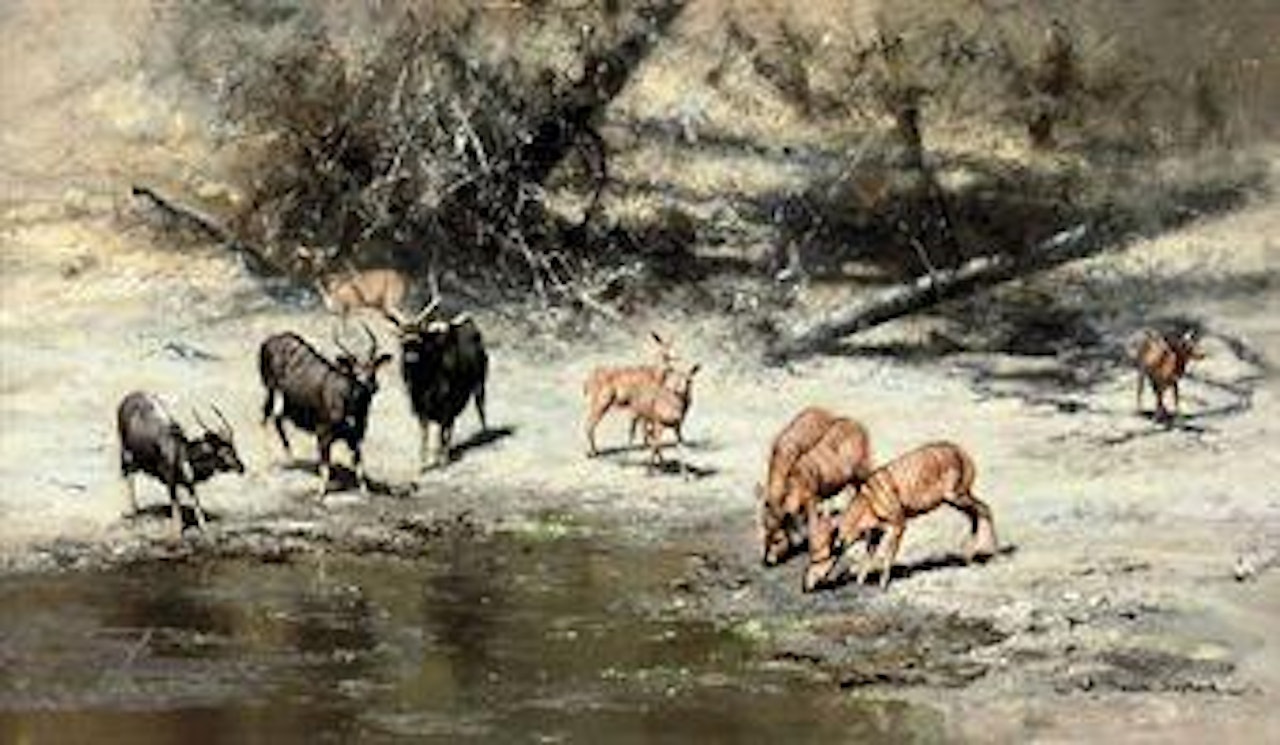 Nyala bulls and female bongos watering by David Shepherd