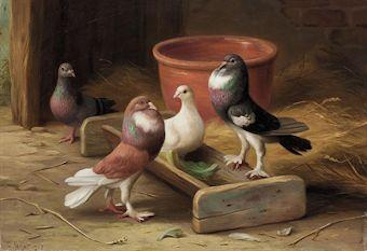 Pigeons by Edgar Hunt