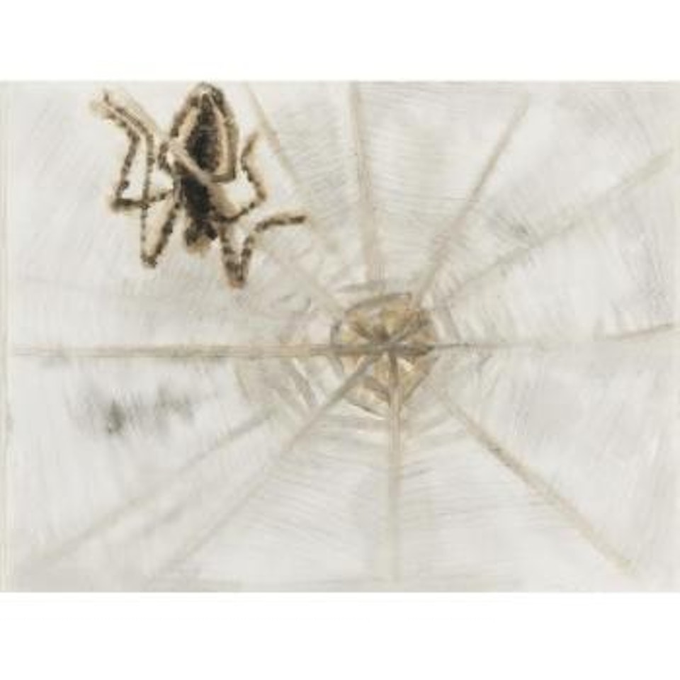 Araña by Francisco Toledo