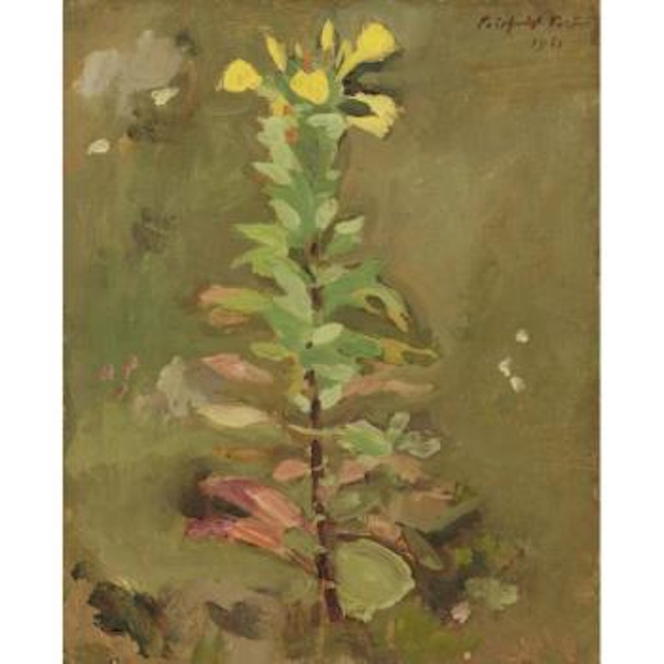 Wild Primrose by Fairfield Porter