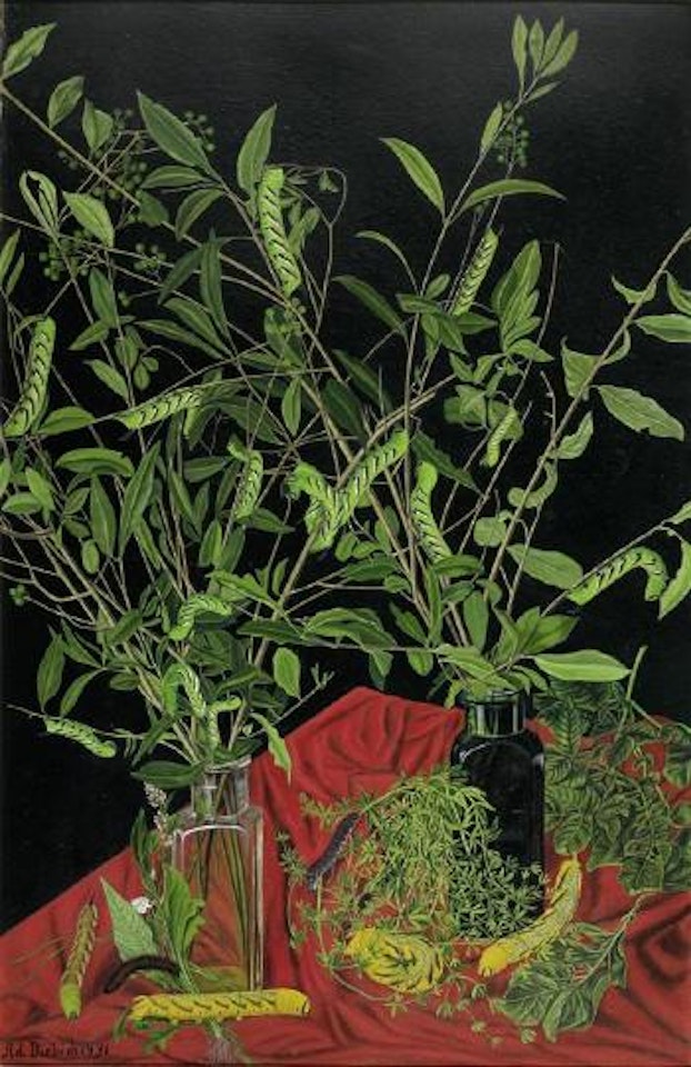 Meine raupen by Adolf Dietrich