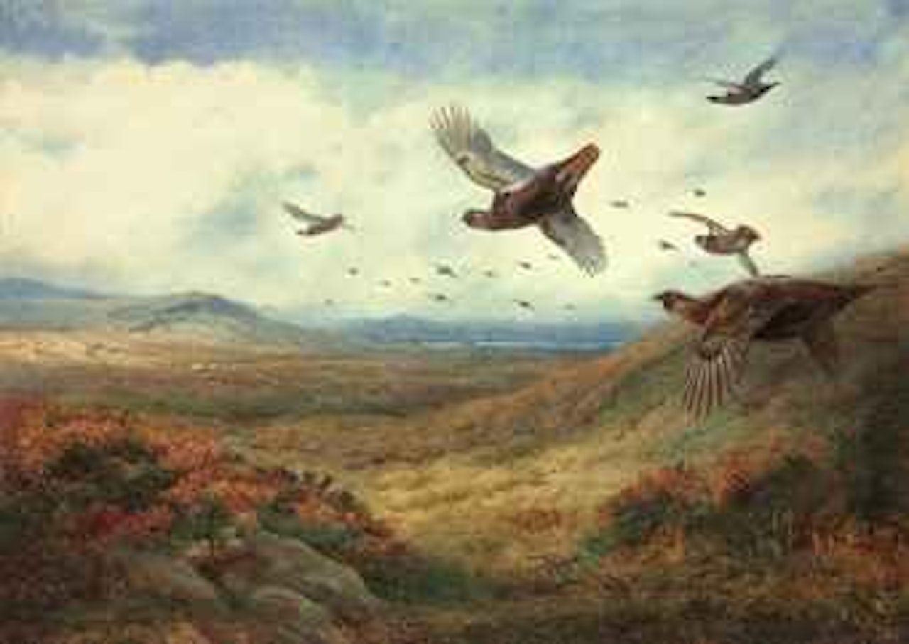 Red grouse in flight by Archibald Thorburn