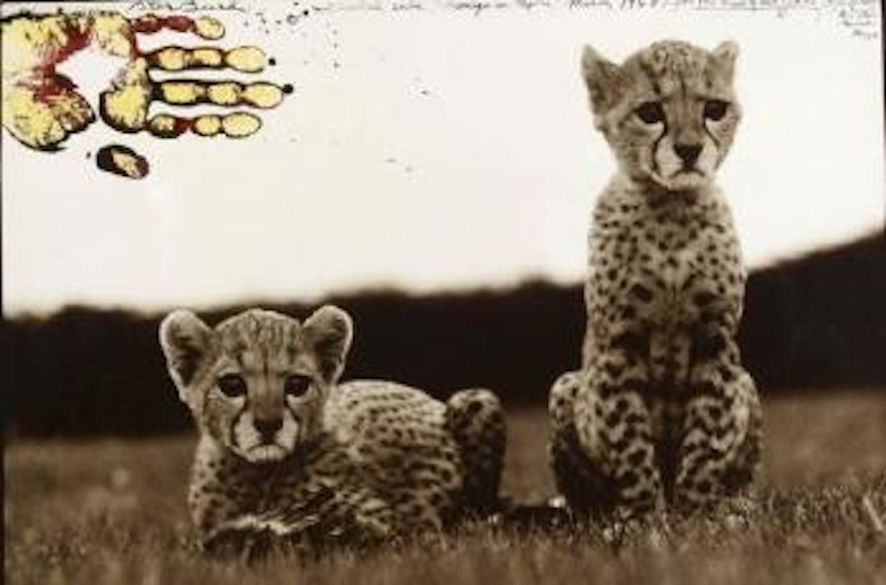 Orphaned cheetah cubs (from The End of the Game) by Peter Beard