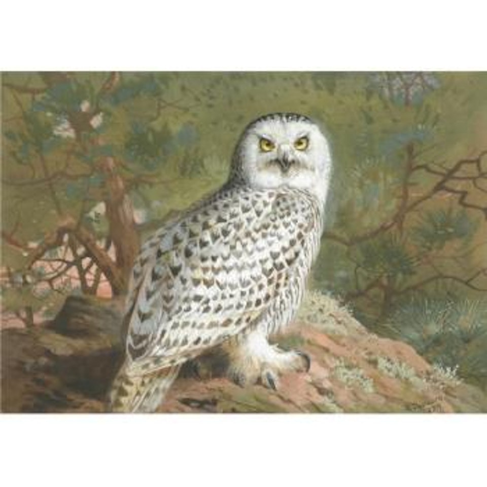 A Female Snowy Owl by Archibald Thorburn