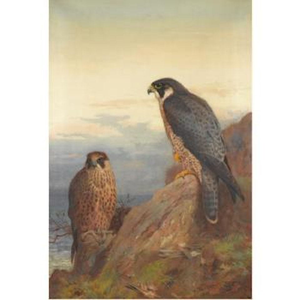An Adult And Immature Peregrine by Archibald Thorburn