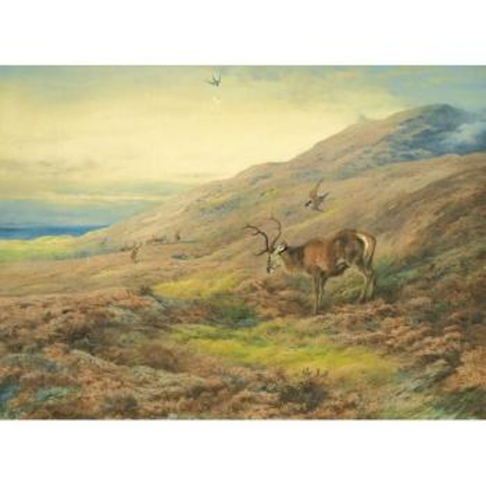 In The Highlands, Red Stag Mobbed By A Pair Of Peregrines by Archibald Thorburn