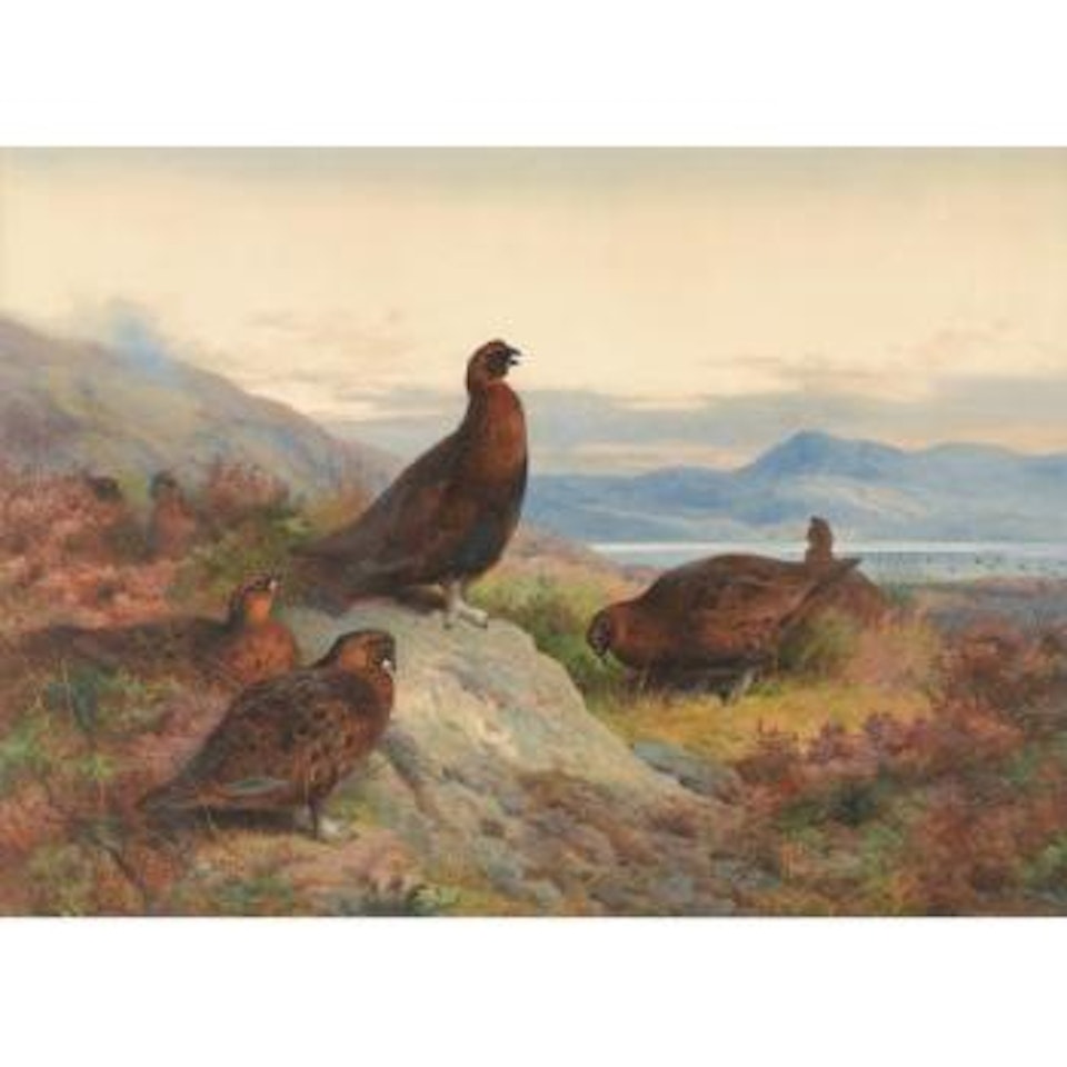 The Morning Call-red Grouse by Archibald Thorburn
