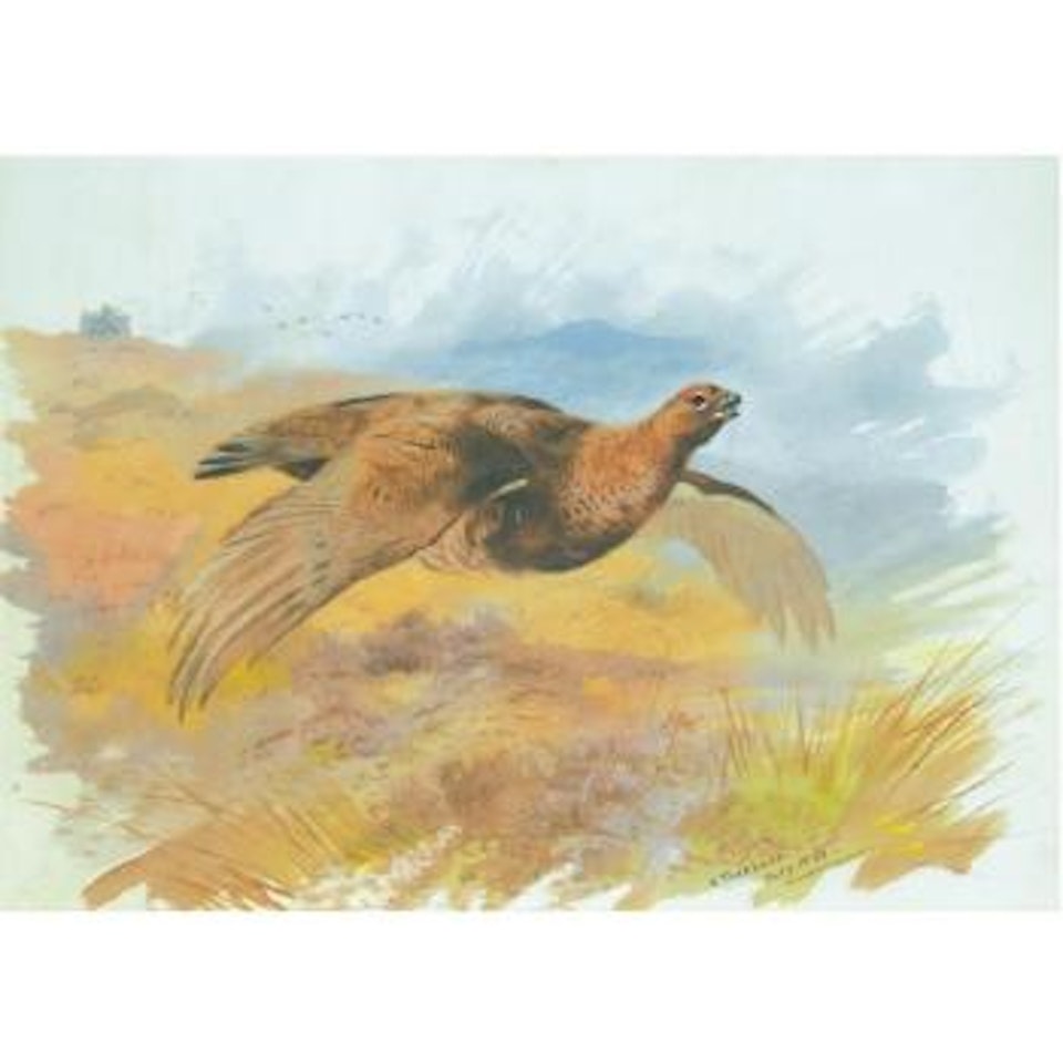Red Grouse Over The Butts by Archibald Thorburn