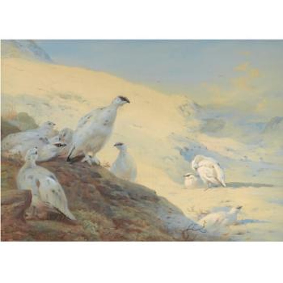 Sunset Glow-ptarmigan In Winter by Archibald Thorburn