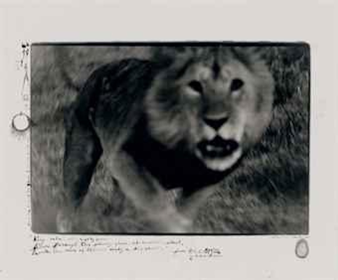 From The End of the Game (Last Word from Paradise) by Peter Beard