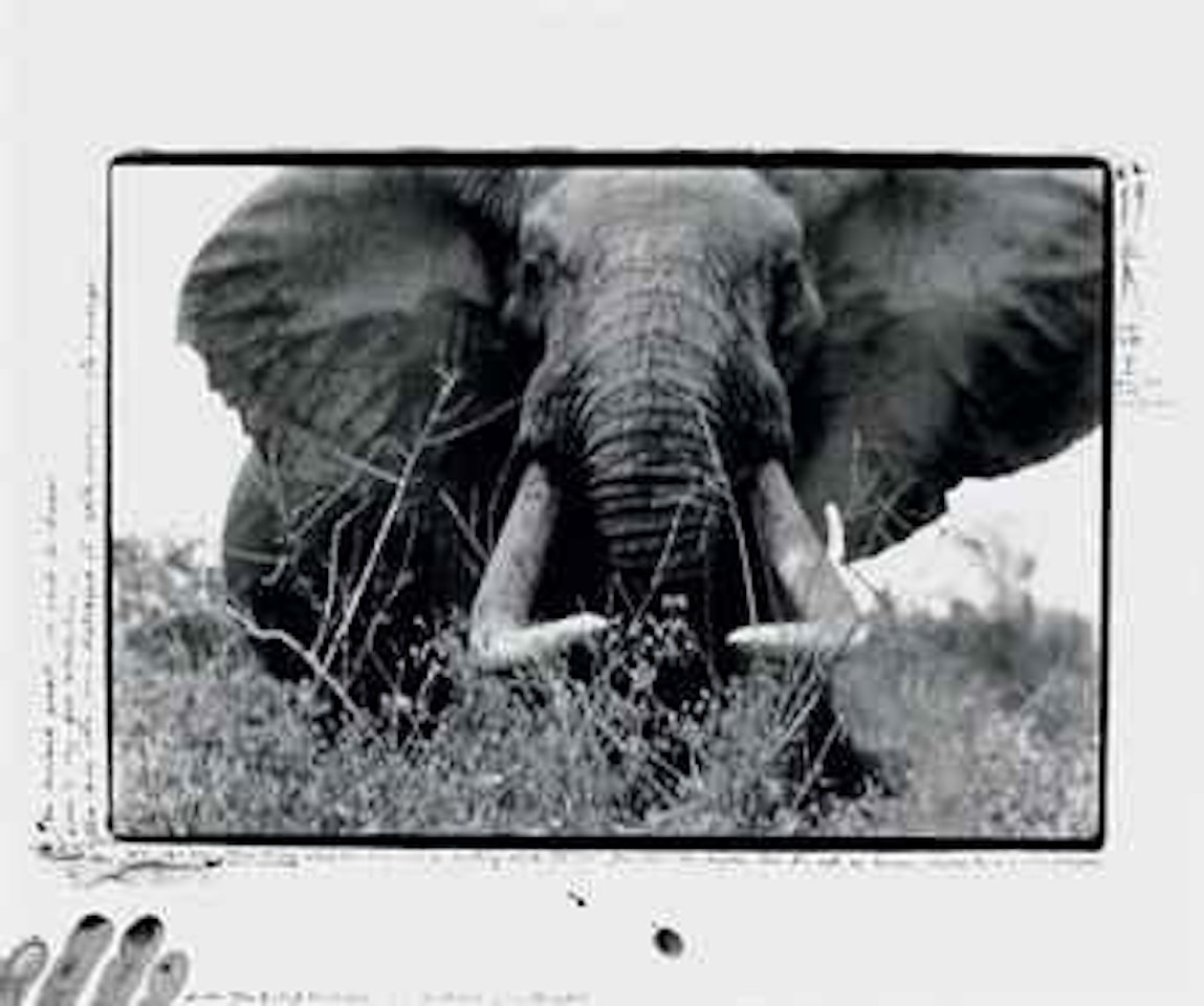 150-160 Iber, Tsavo North, along the Athi-Tiva, in hunting block 33, Feb 1965 by Peter Beard