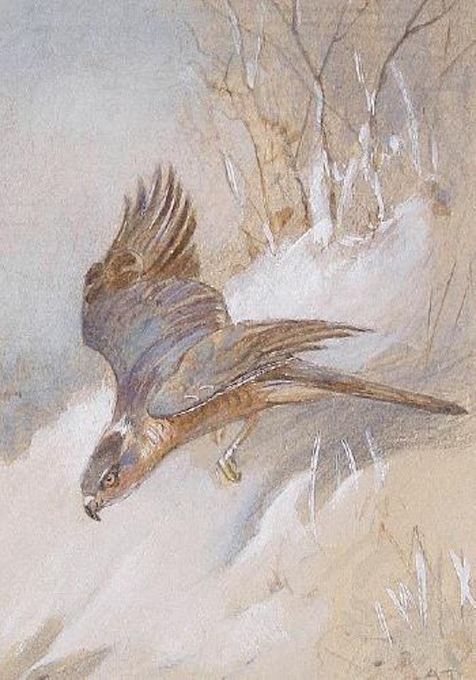 Study of a male sparrowhawk by Archibald Thorburn