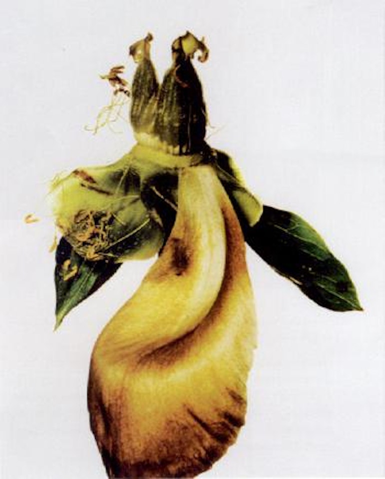 Peony/Paeonia: Silverdawn, New York by Irving Penn