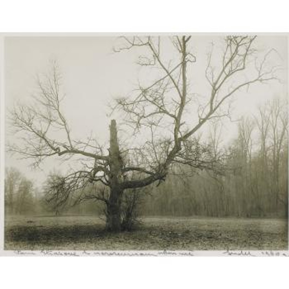 Étude D'arbre by Josef Sudek