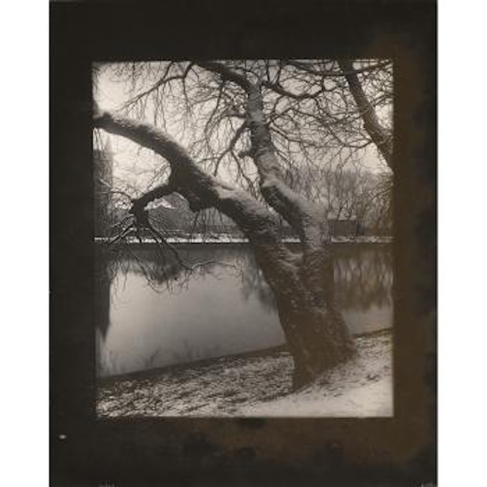 Arbre, Vue de L'Ile de Strelecky by Josef Sudek