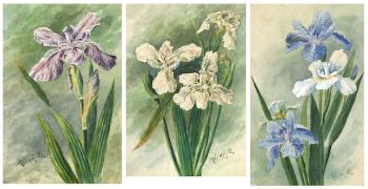 Irises by Lengyue Tao