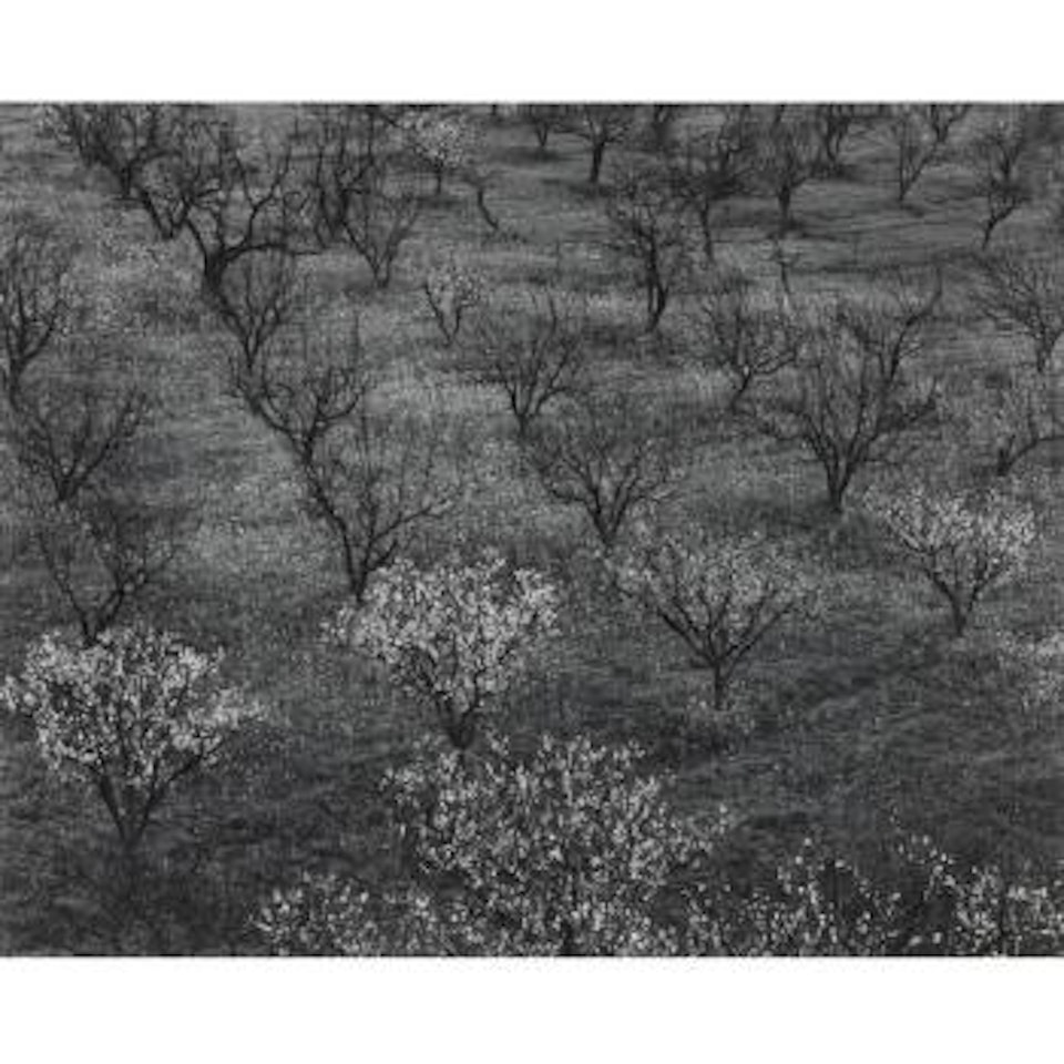 Orchard, Portola Valley, Calif. by Ansel Adams