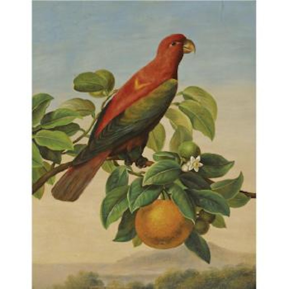A Still Life Of A Parrot On An Orange Branch by French School