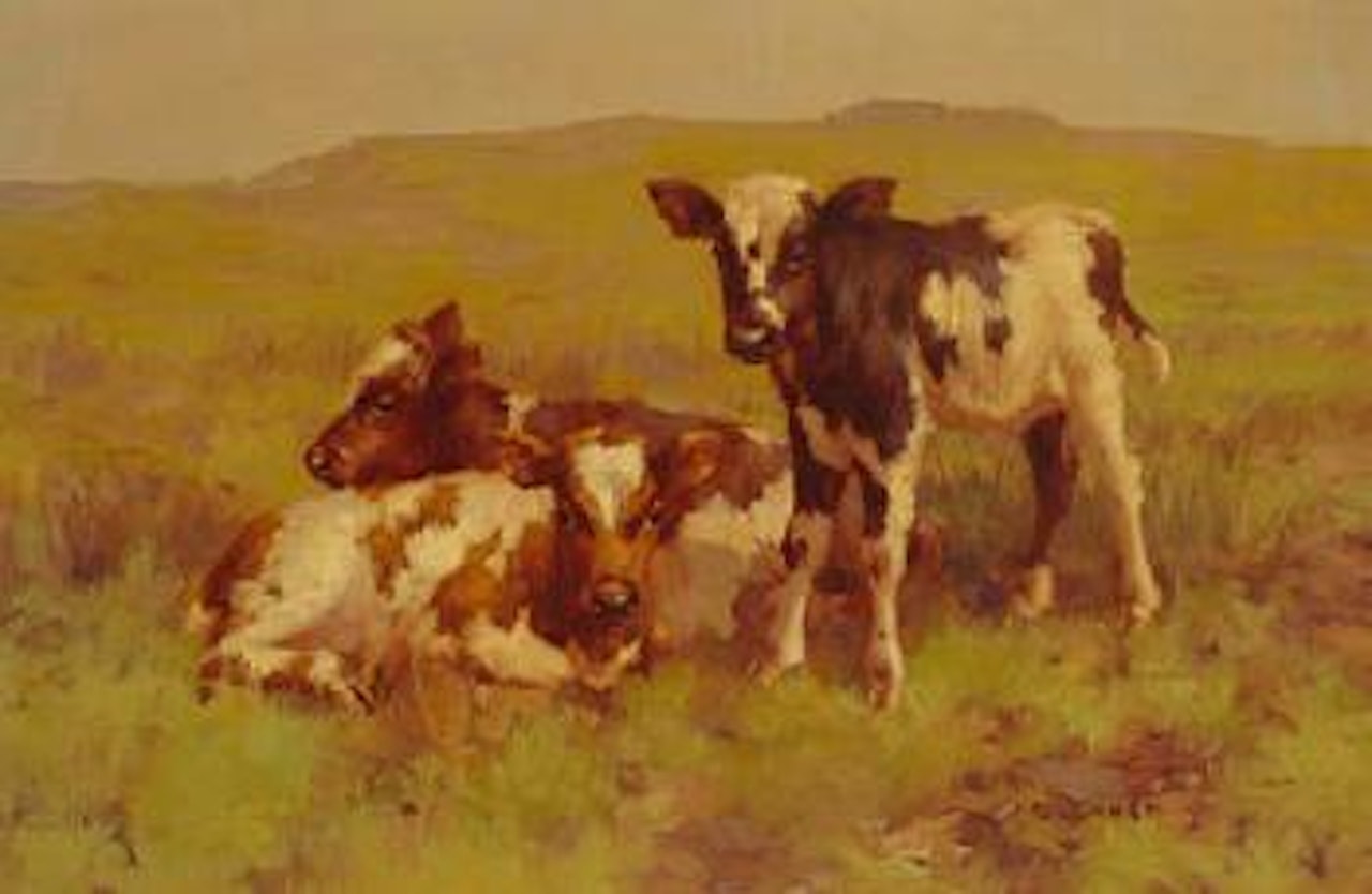 Three calves on a hillside by David Gauld
