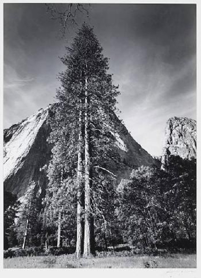 Trees and cliffs by Ansel Adams