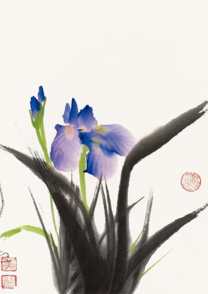 Purple iris by Huang Zhou