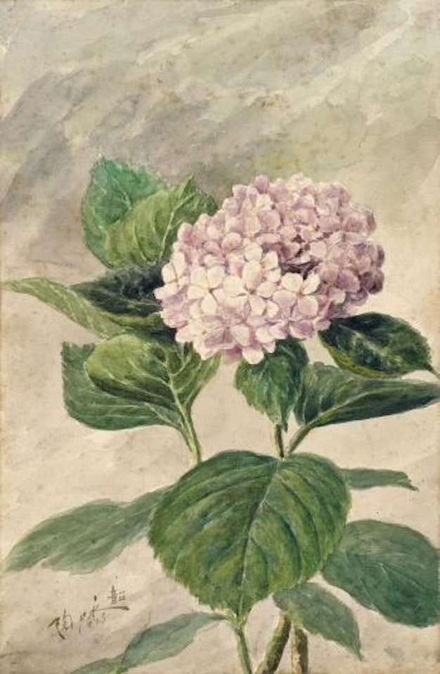 Hydrangea by Lengyue Tao