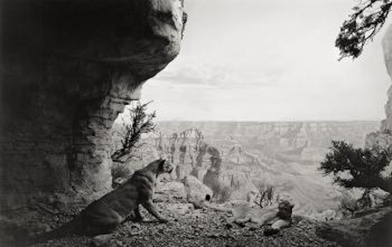 Mountain lion by Hiroshi Sugimoto