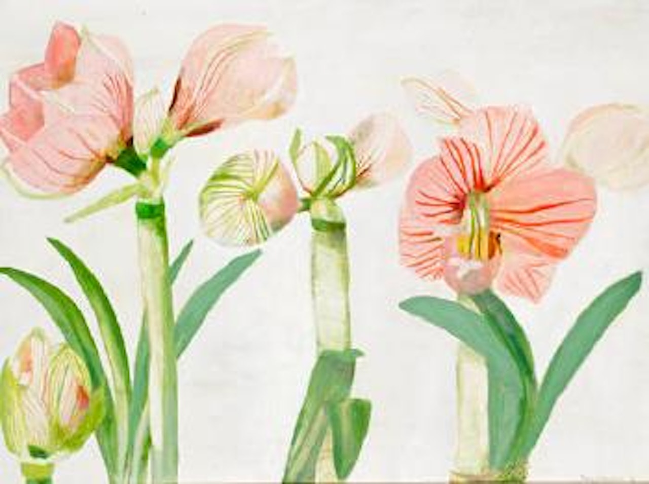 Studies of an Amaryllis flowering by Mary Newcomb