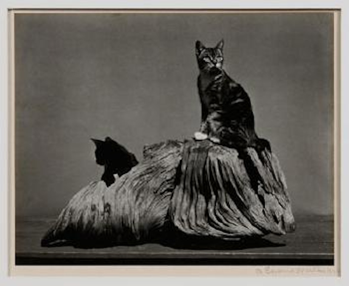 Marco Polo and Jasmine by Edward Weston