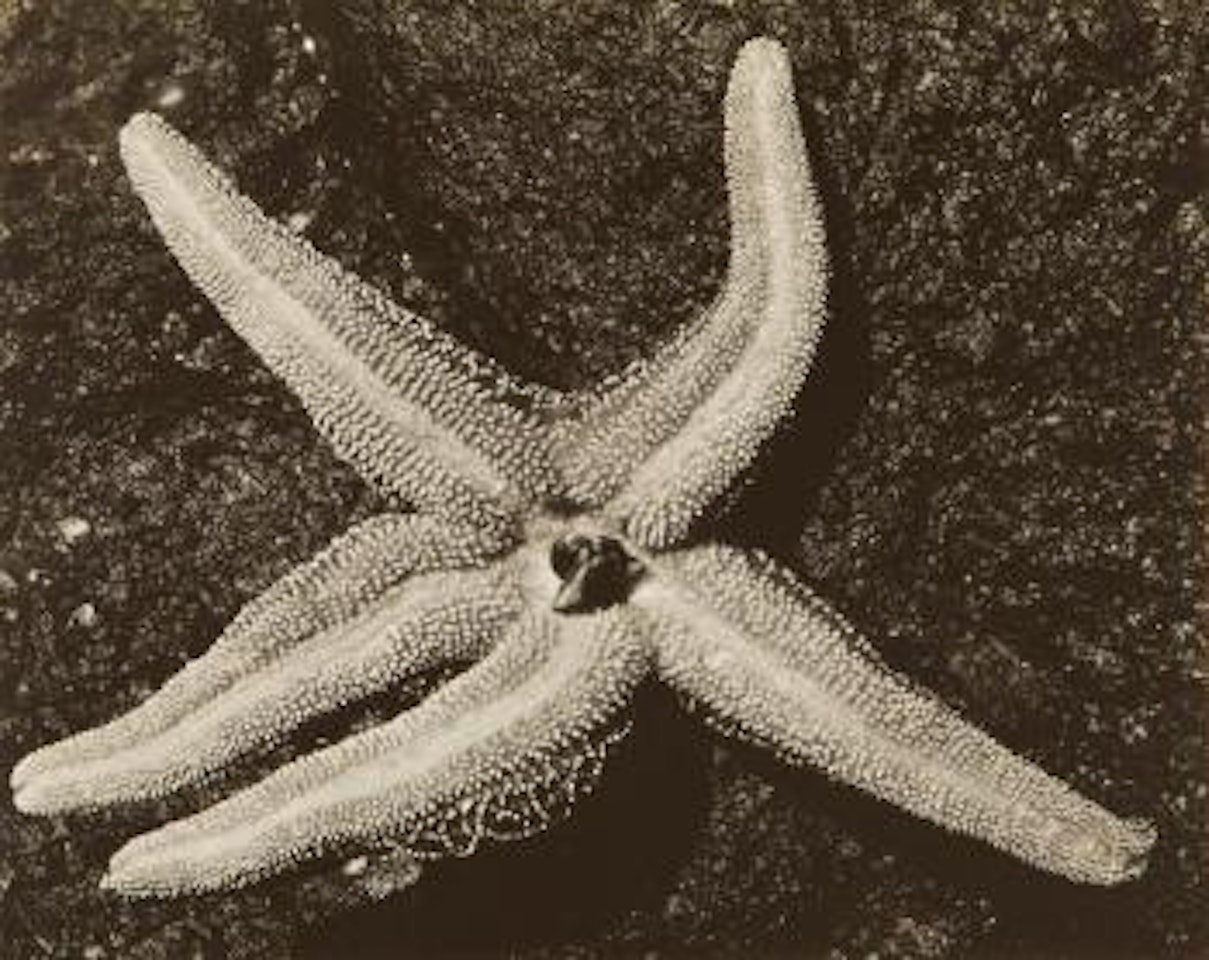 Étoile de mer by Edward Weston