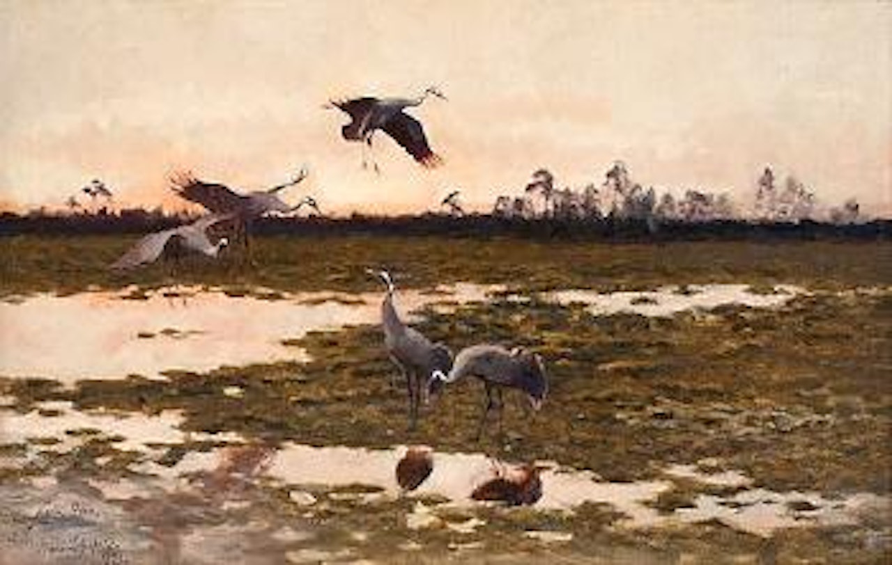 Fällande tranor by Bruno Liljefors