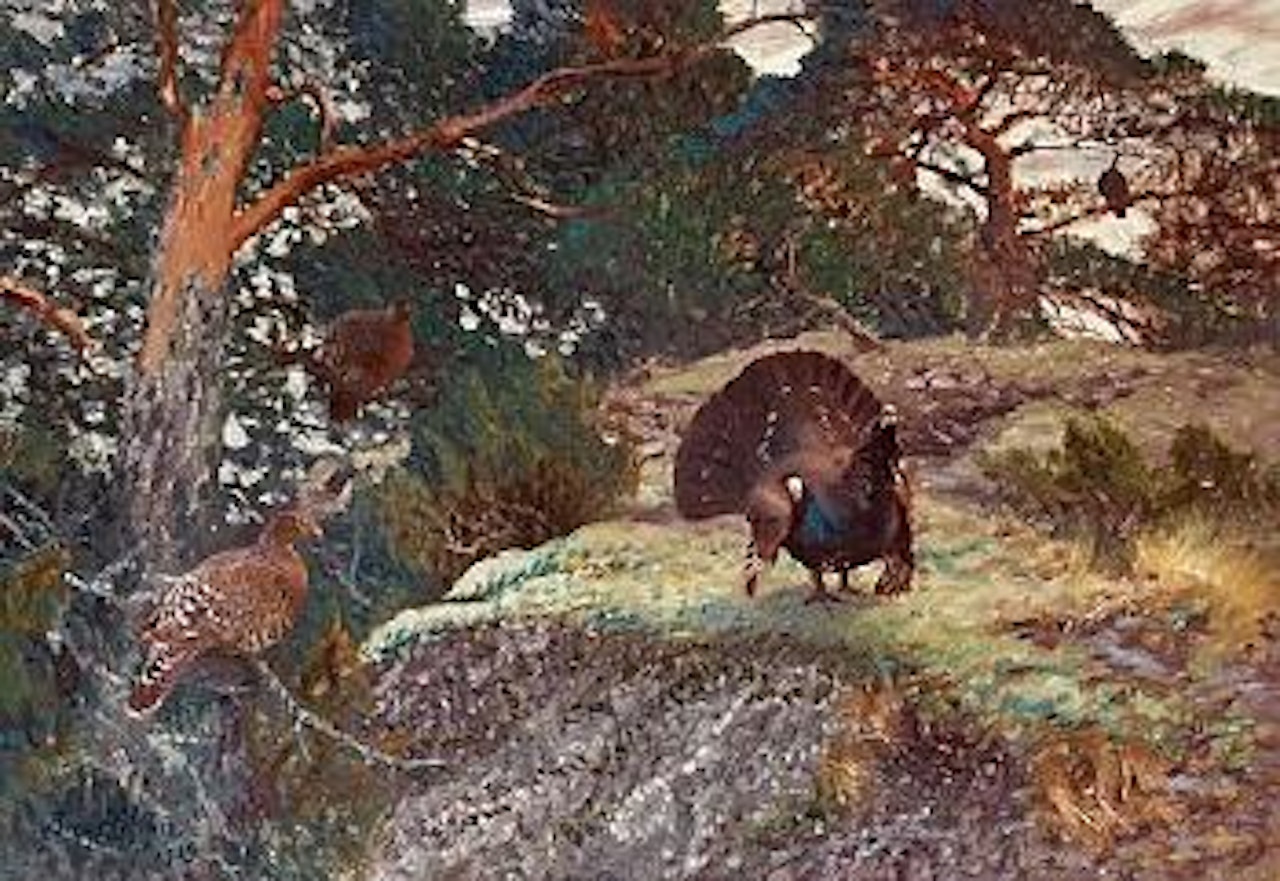 Capercaillie's courting by Bruno Liljefors