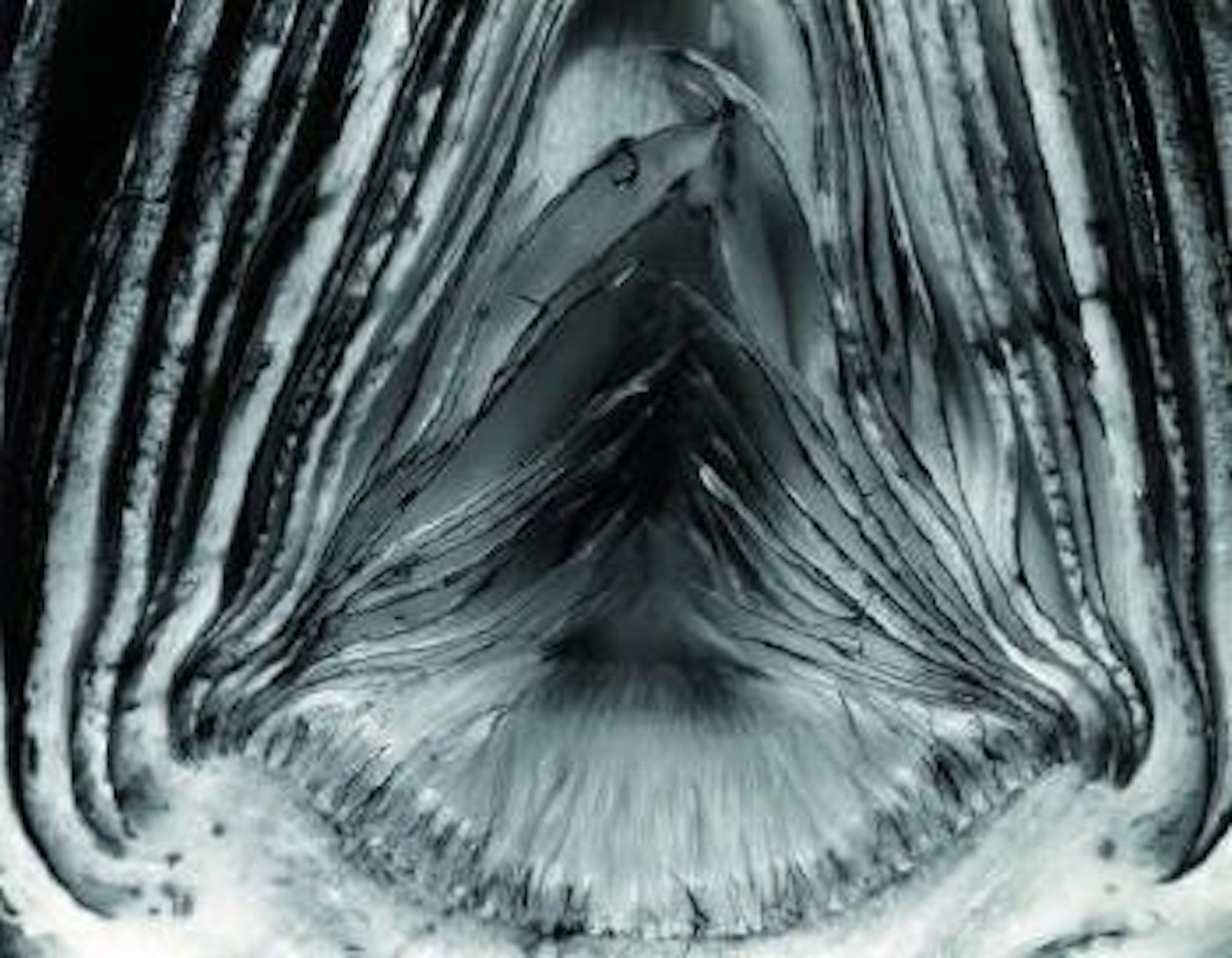 Artichoke Halved by Edward Weston