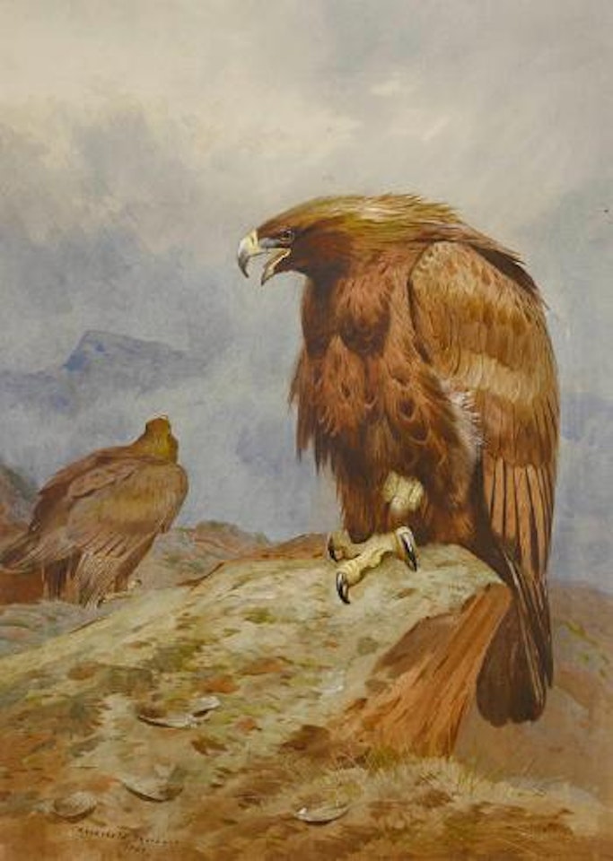 A pair of Golden Eagles by Archibald Thorburn