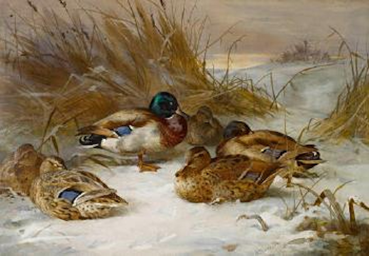 Winter landscape with mallard by Archibald Thorburn