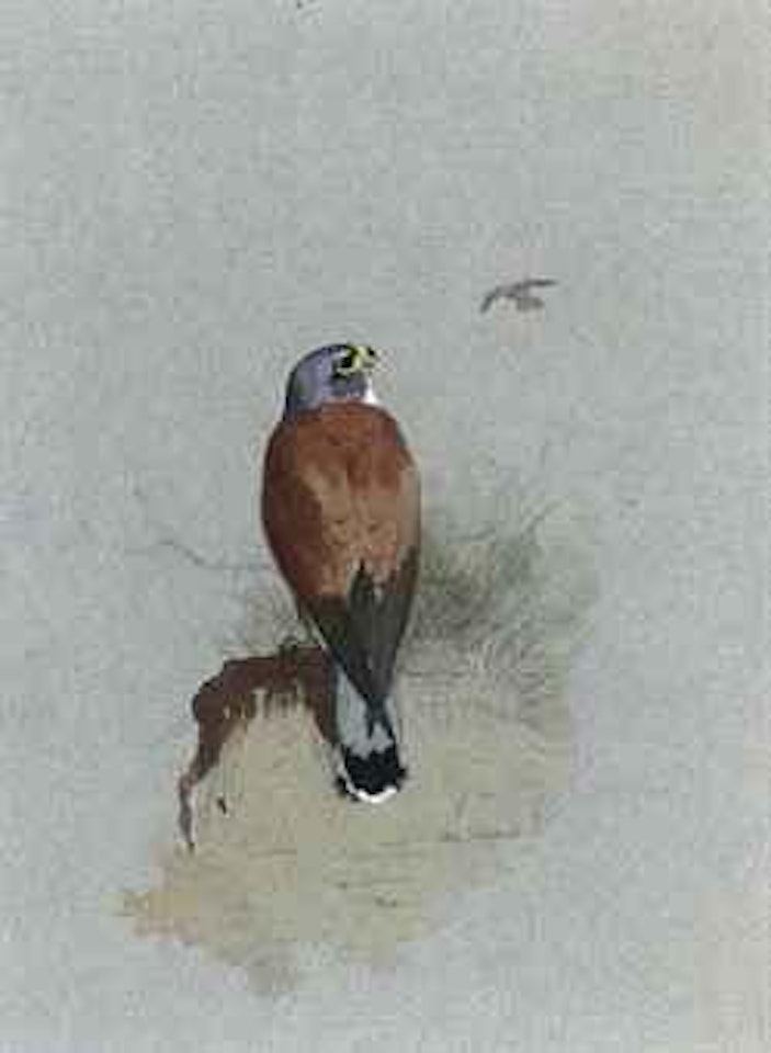 A lesser kestrel by Archibald Thorburn