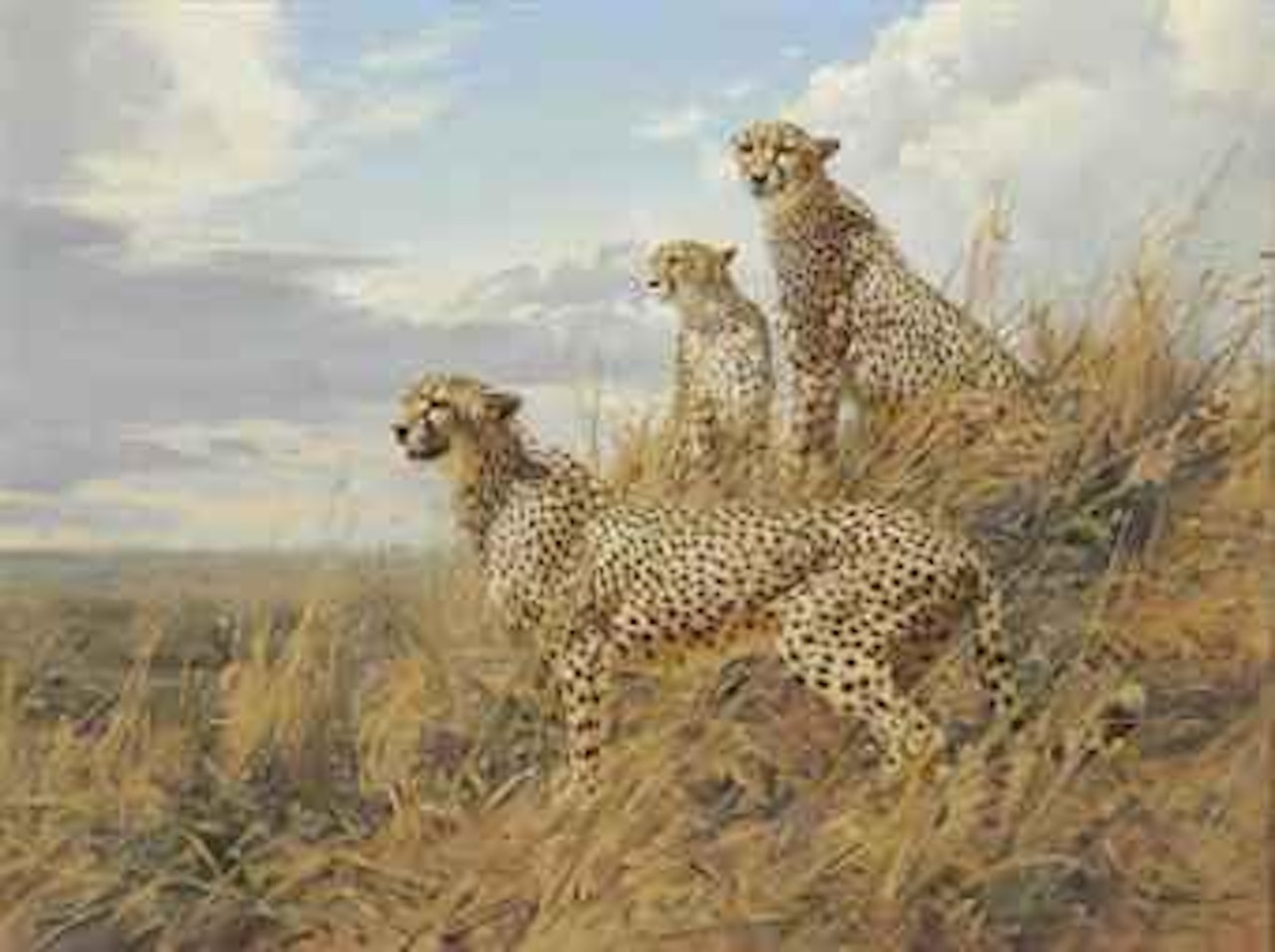 Three cheetahs by Donald Grant