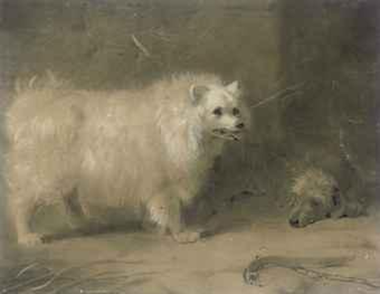 A chow by Archibald Thorburn