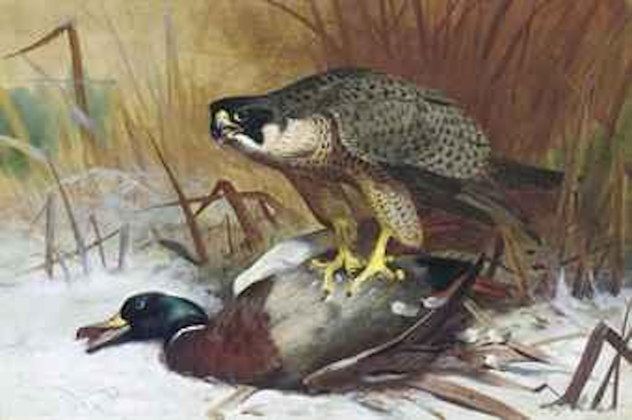 A peregrine falcon and mallard by Archibald Thorburn