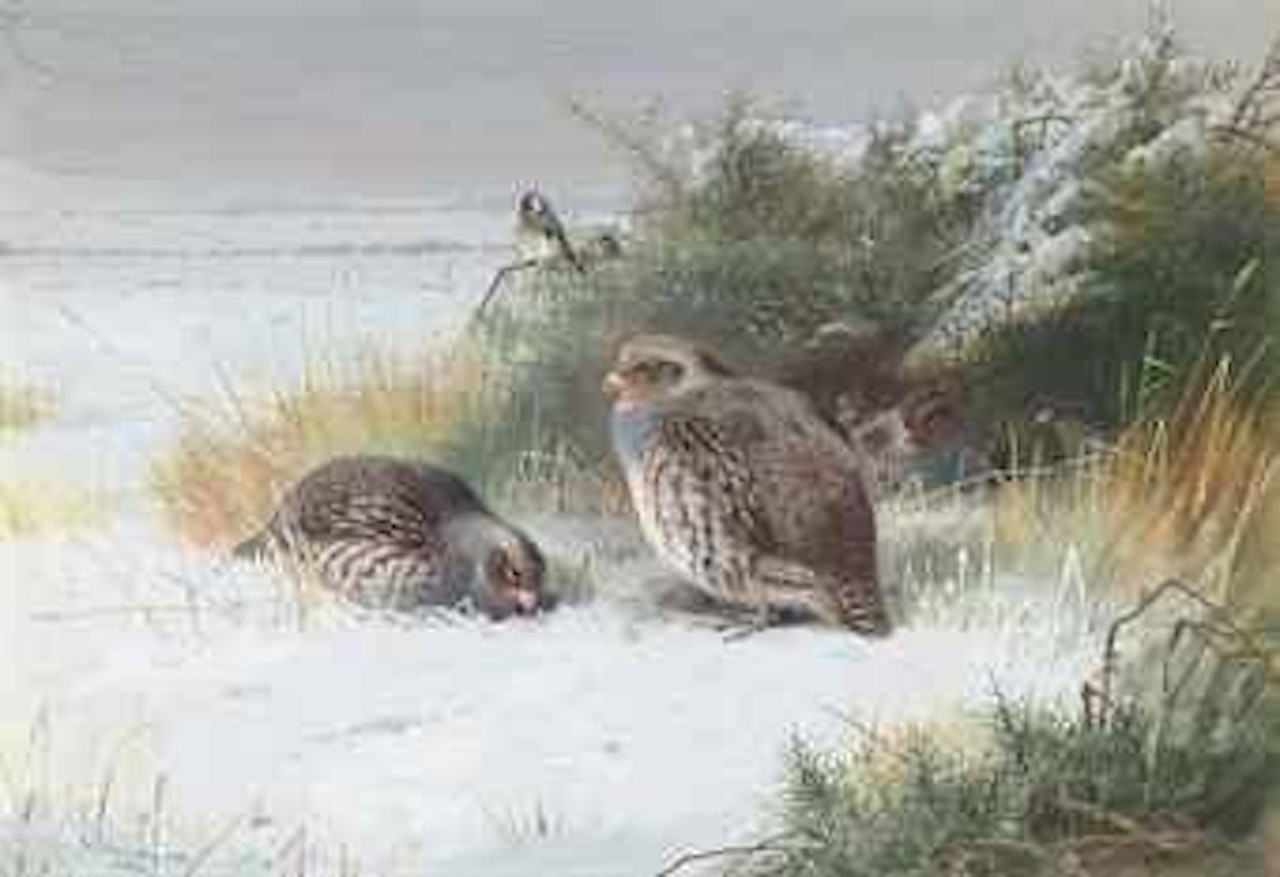 Grey partridge and goldfinches by Archibald Thorburn